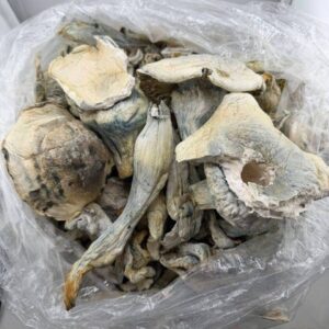 Psilocybin Mushroom shrooms (Shrolms penis envy)